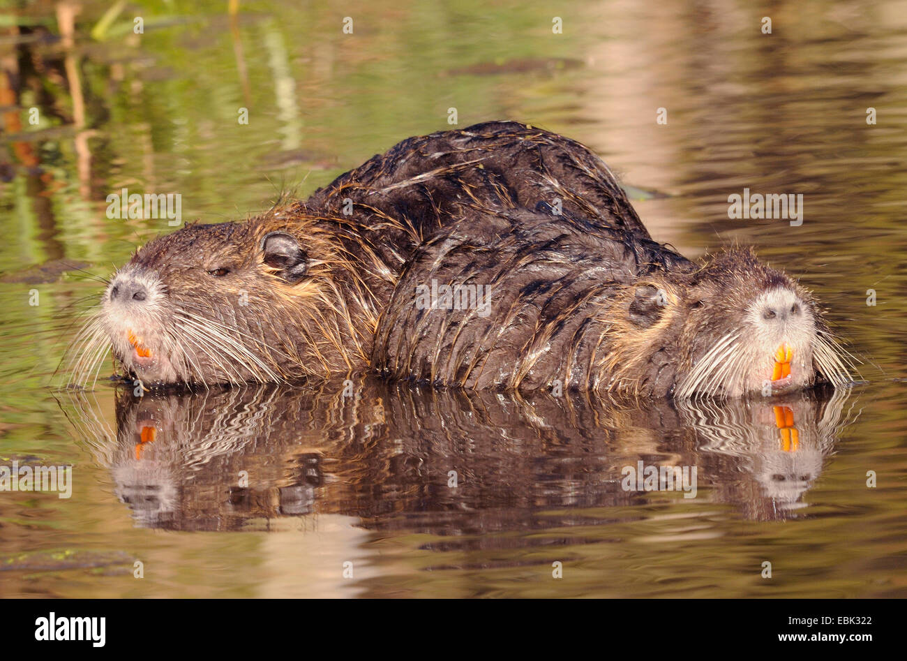 coypu, nutria (Myocastor coypus), two nutrias at river bank, Germany, Lippe Stock Photo