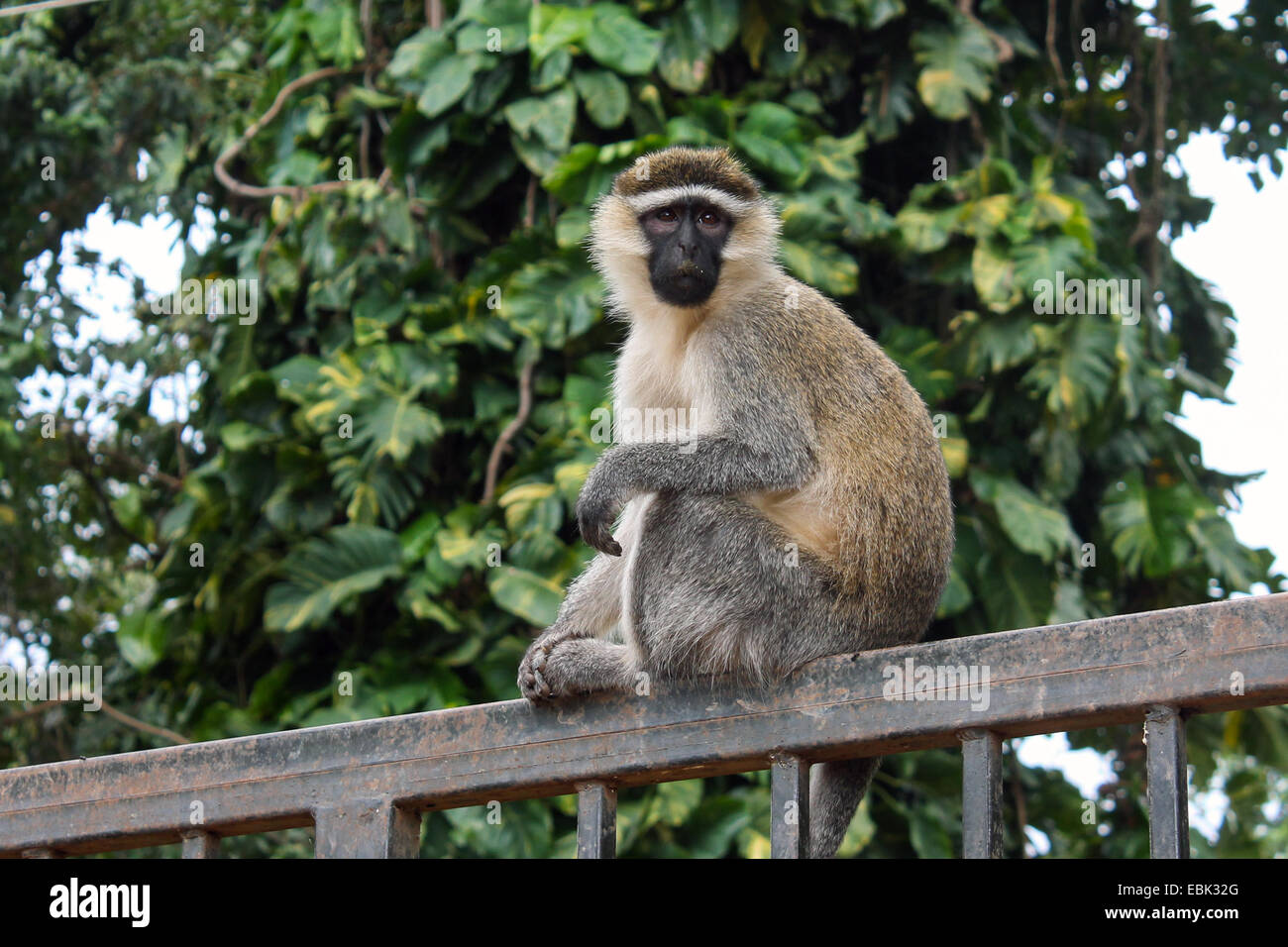 An adult velvet monkey watches on. Stock Photo