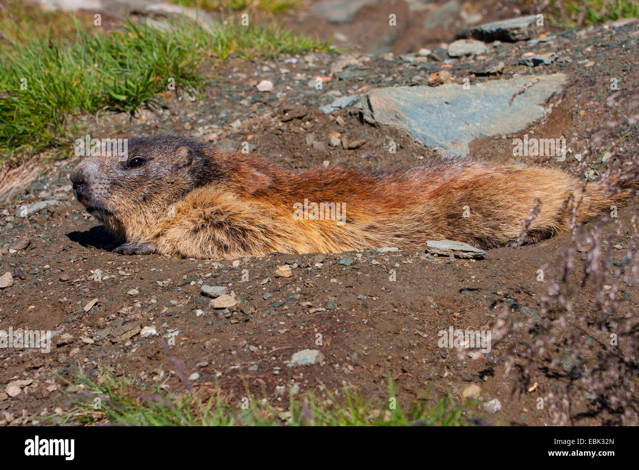 alpine marmot (Marmota marmota), sunbathing in the morning sun in front of its den, Austria, Hohe Tauern National Park, Grossglockner Stock Photo - Alamy alpine marmot (Marmota marmota), sunbathing in the morning sun in front of its den, Austria, Hohe Tauern National Park, Grossglockner Stock Photo - Alamy