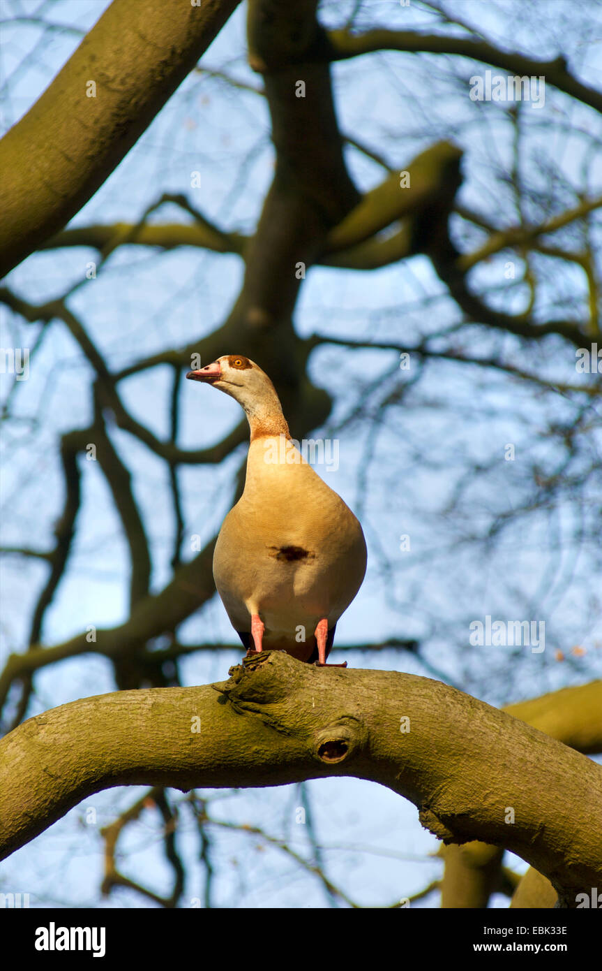 An Egyptian goose, Alopochen aegyptiaca, in as tree in a forest looking out for his partner Stock Photo