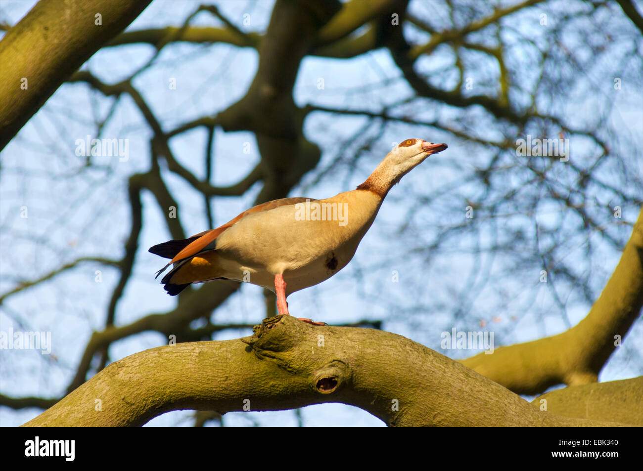 An Egyptian goose, Alopochen aegyptiaca, in as tree in a forest looking out for his partner Stock Photo