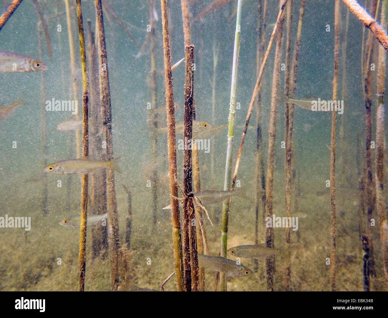 roach, Balkan roach (Rutilus rutilus, Leuciscus rutilus), juveniles amongst reed, Germany, Bavaria, Lake Chiemsee, Dorfen Stock Photo