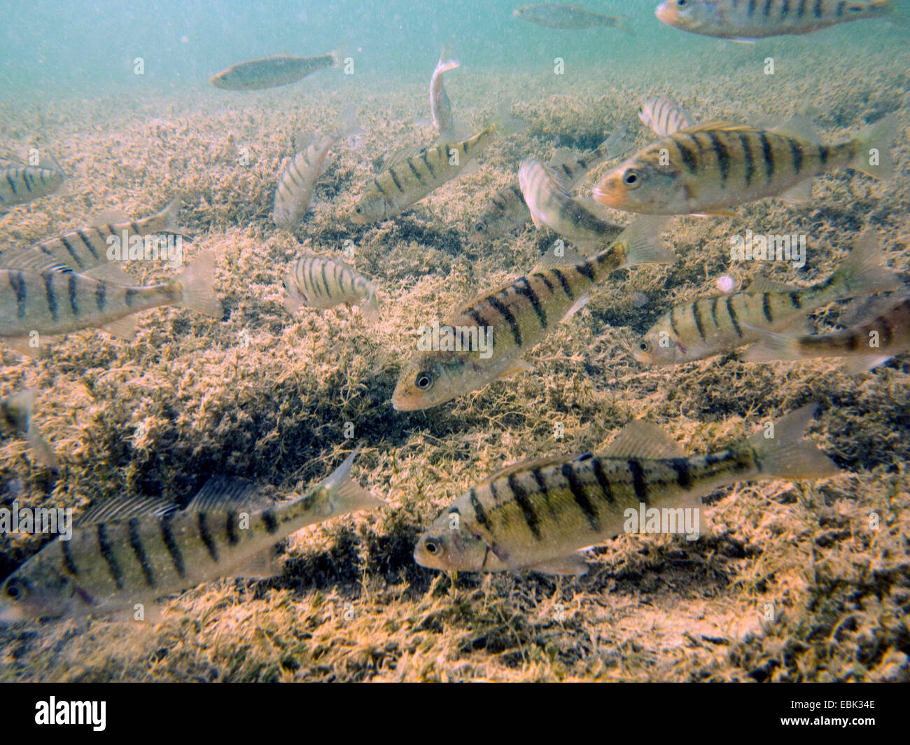 Perch, European perch, Redfin perch (Perca fluviatilis), several individuals with Characeae, Germany, Bavaria, Lake Chiemsee Stock Photo