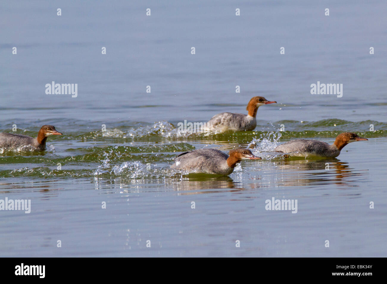 goosander (Mergus merganser), flock hunting in shallow water, Germany, Bavaria, Lake Chiemsee Stock Photo