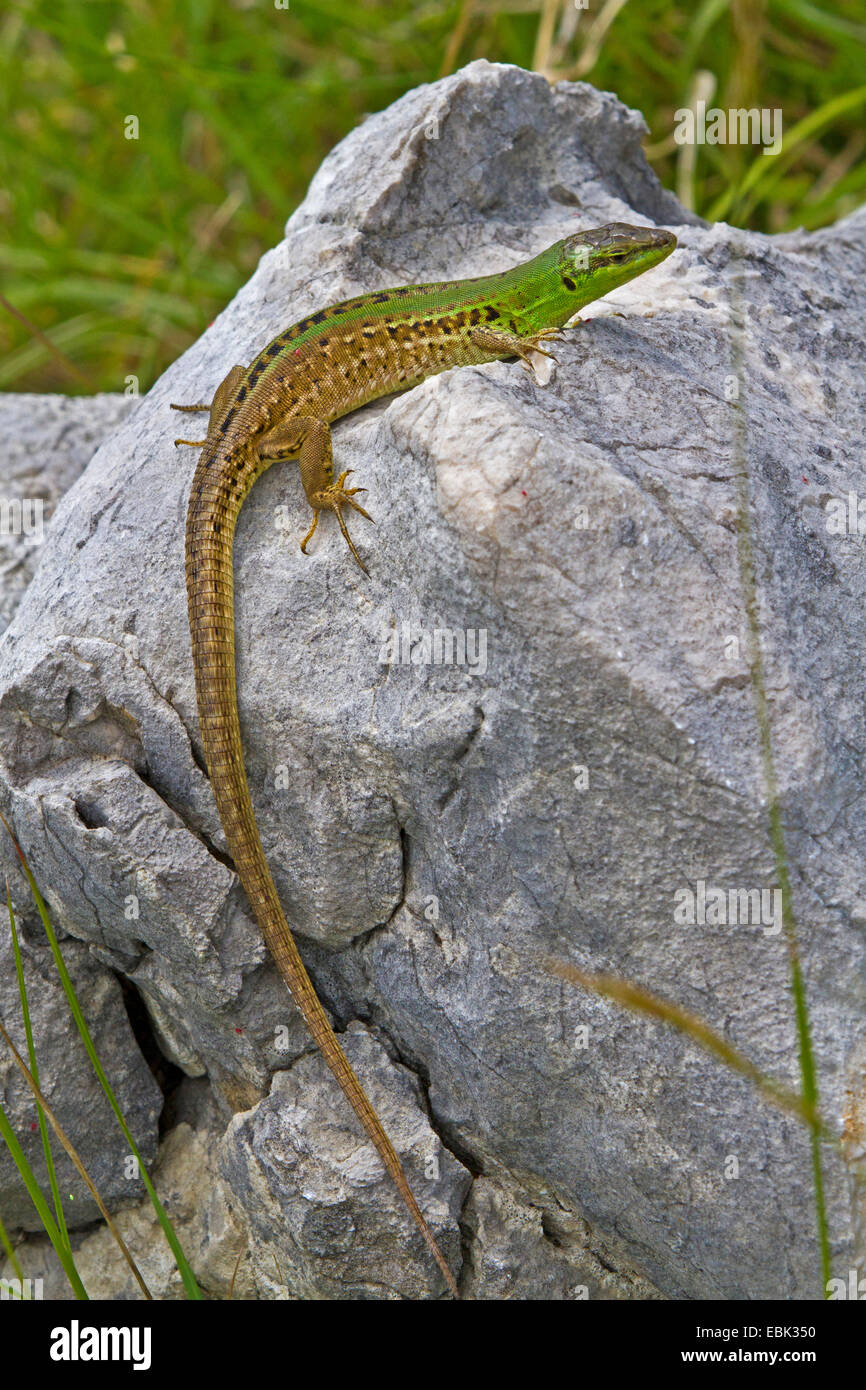 Italian wall lizard, ruin lizard, European wall lizard (Podarcis sicula, Lacerta sicula), female on a karst rock, Croatia, Istria Stock Photo