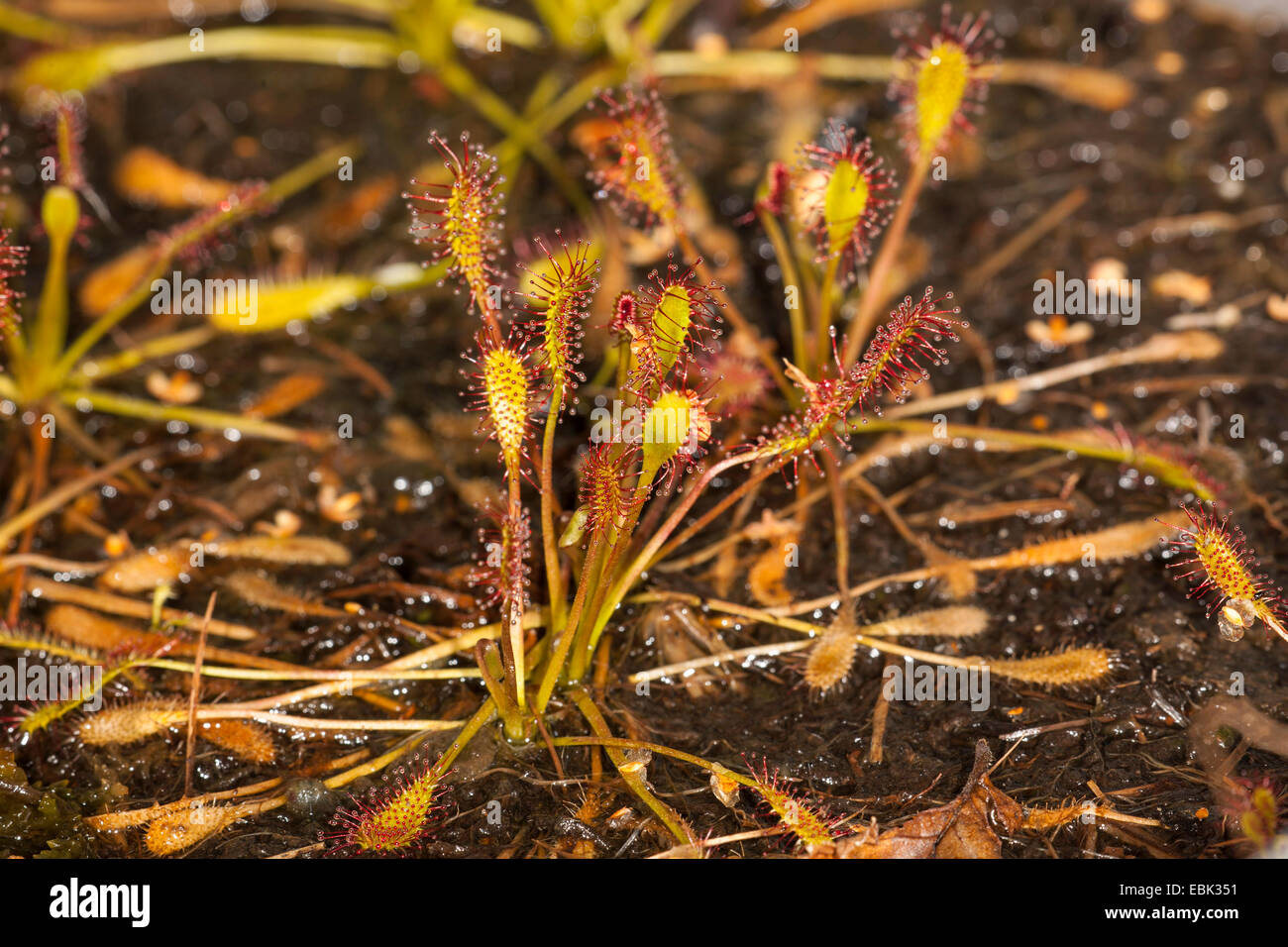 great sundew, English sundew (Drosera anglica), Germany Stock Photo