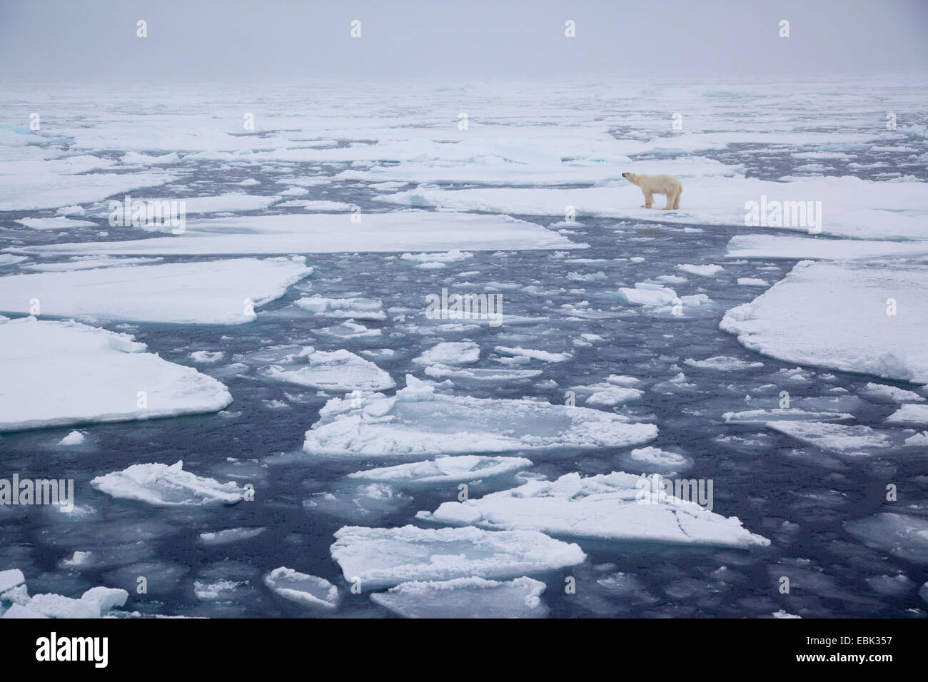 polar bear (Ursus maritimus), standing on ice floe, Norway, Svalbard Stock Photo