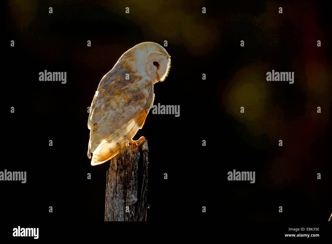 Barn owl (Tyto alba), Barn owl sitting on a dead tree, United Kingdom, Scotland Stock Photo