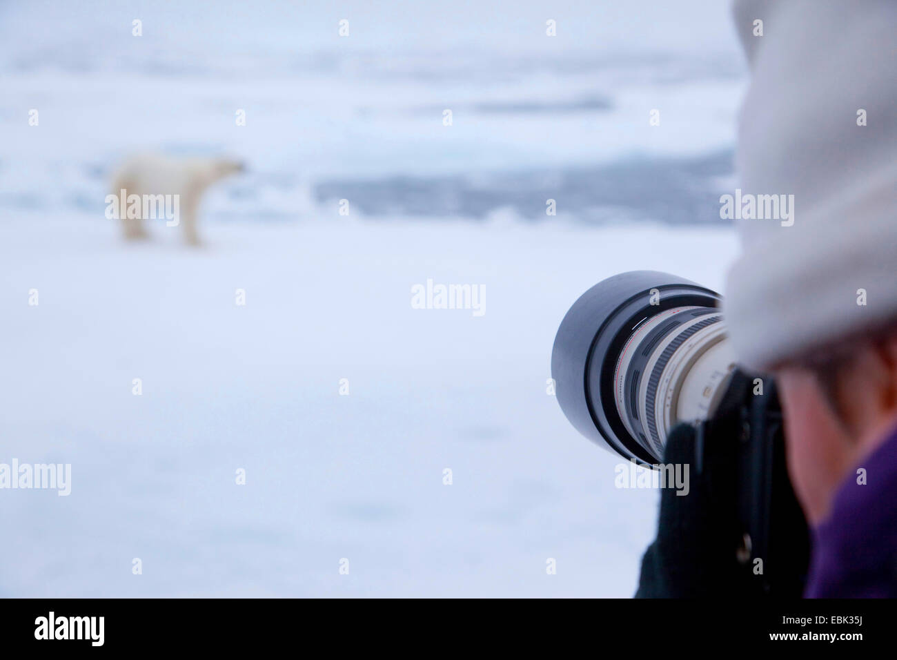 polar bear (Ursus maritimus), man photographing Polar bear standing on ice sheet, Norway, Svalbard Stock Photo