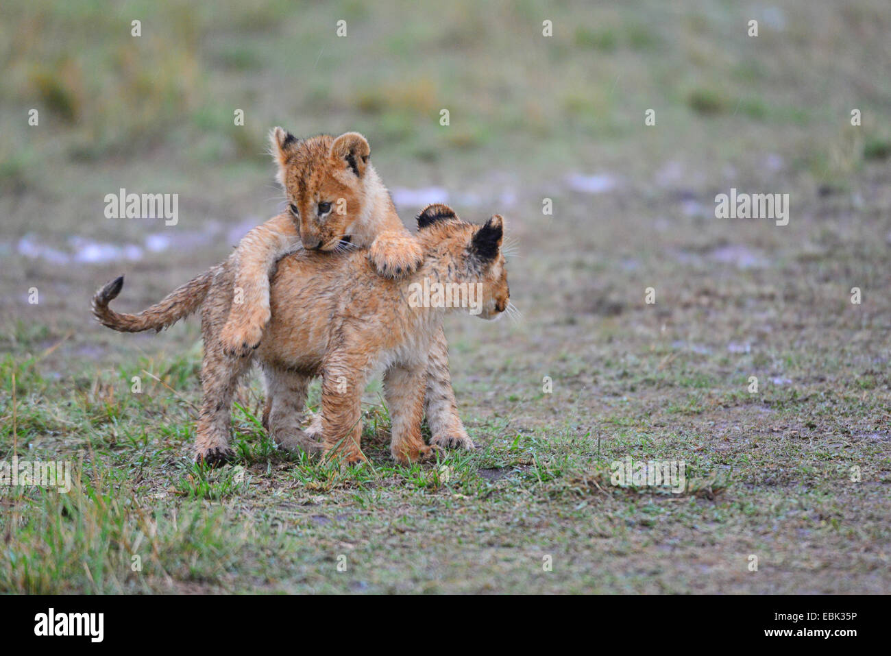 Masai Mara Lion Stock Photo