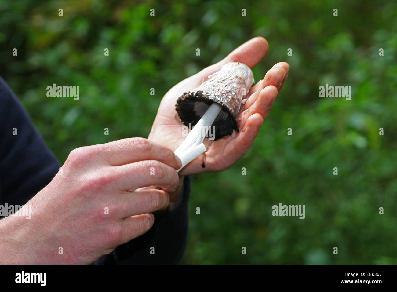 wig (Coprinus comatus), in hands, Germany Stock Photo