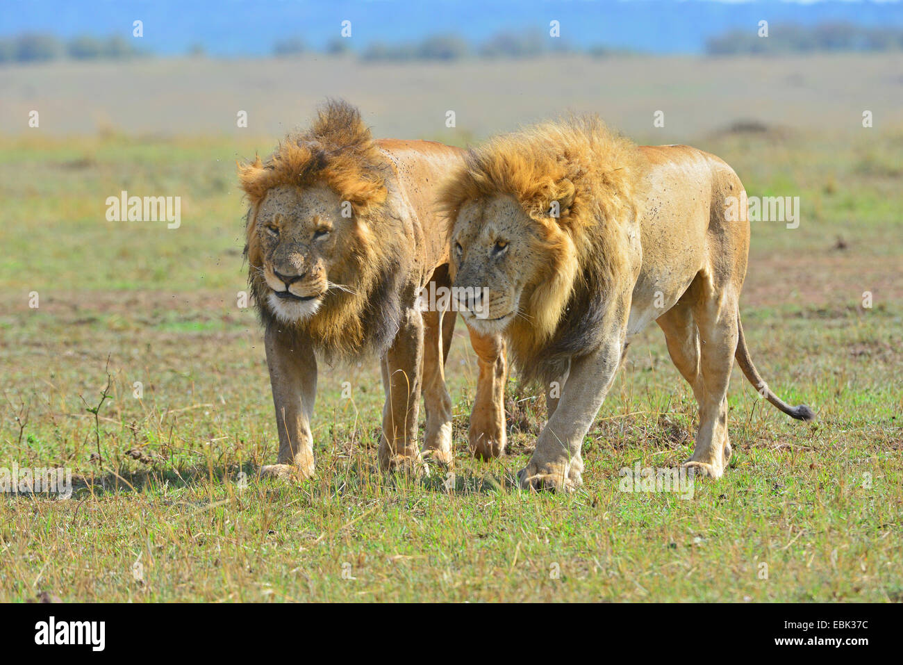 Masai Mara Lion Stock Photo