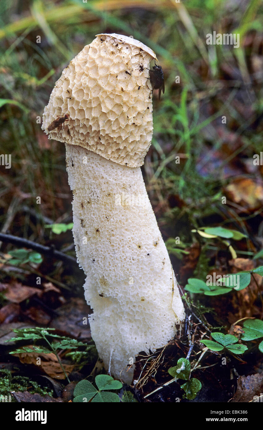 stinkhorn (Phallus impudicus), with flys, Germany Stock Photo