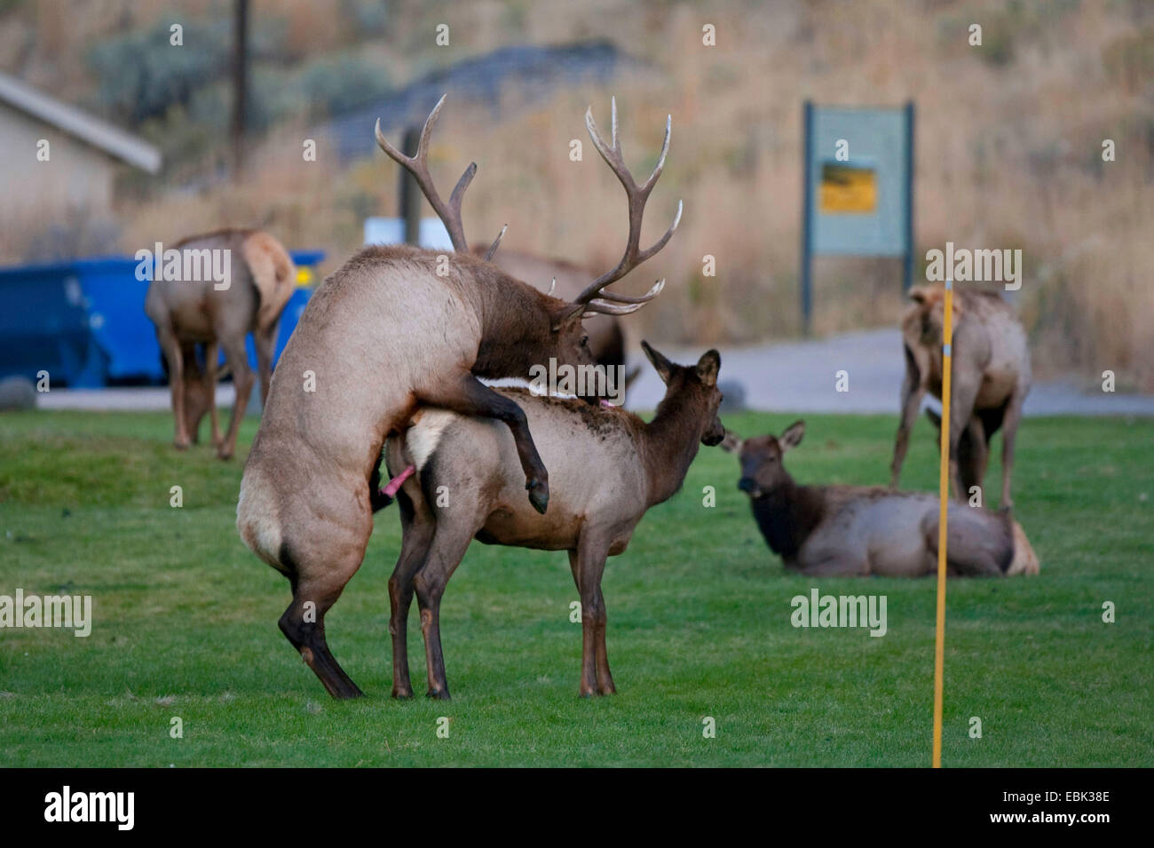 wapiti, elk (Cervus elaphus canadensis, Cervus canadensis), copulating on lawn in town, USA, Wyoming, Yellowstone National Park, Mammoth Hot Springs Stock Photo