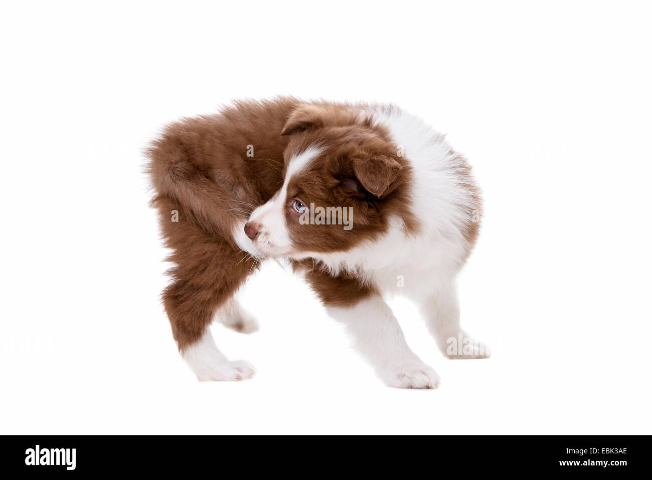Border Collie puppy dog in front of a white background biting its own tail Stock Photo