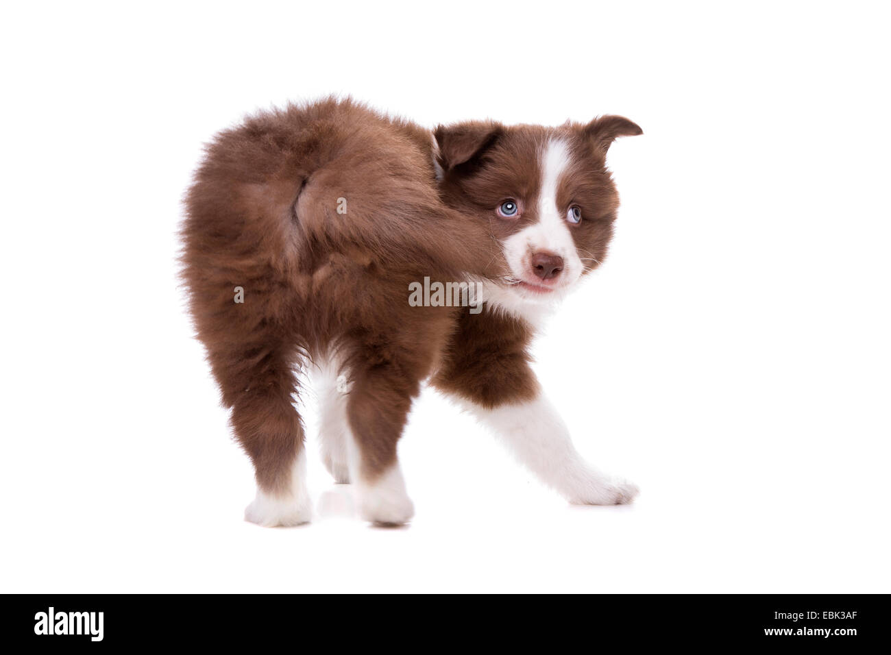 Border Collie puppy dog biting its own tail in front of a white background Stock Photo