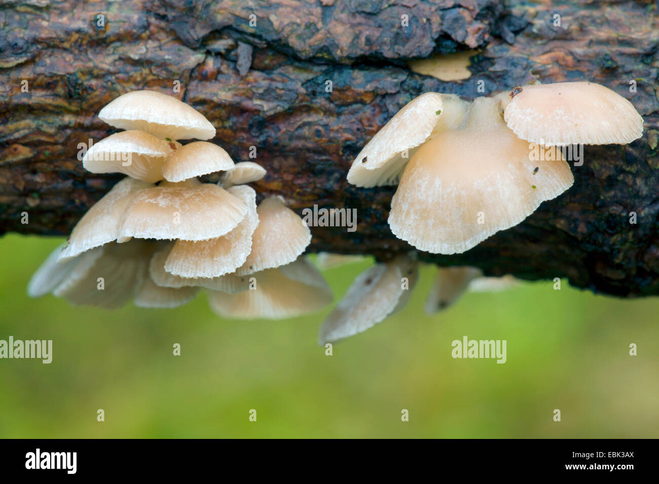 elastic oysterling (Panellus mitis), on deadwood, Germany, Schleswig-Holstein Stock Photo