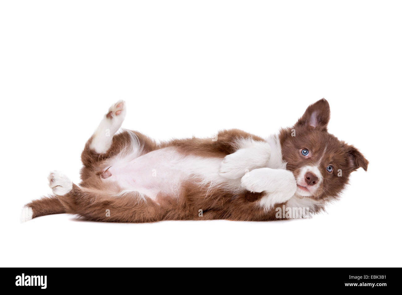 Border Collie puppy dog playing silly in front of a white background Stock Photo