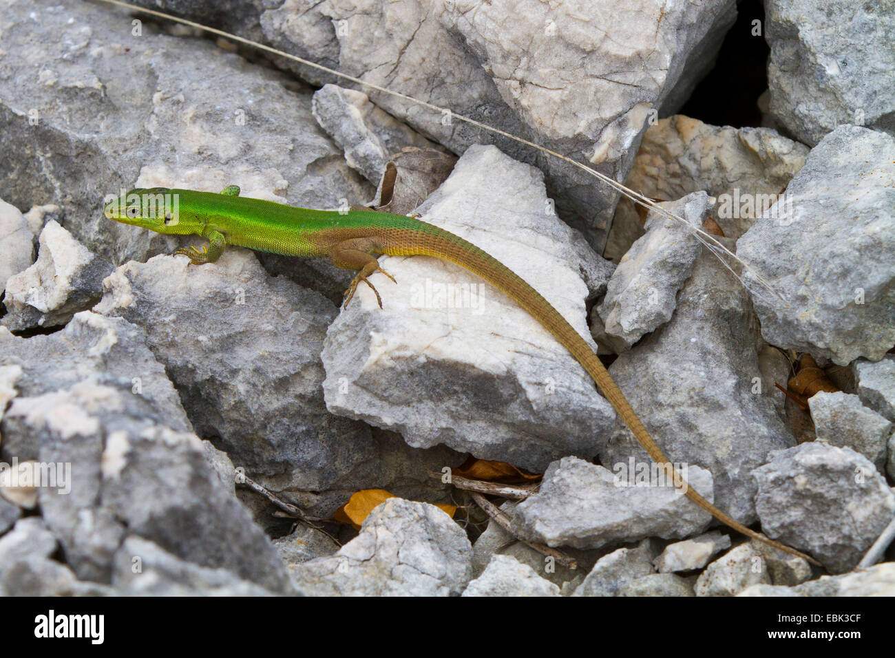 Dalmatian wall lizard (Podarcis melisellensis fiumana, Lacerta melisellensis fiumana), on gravely ground, Croatia, Istria Stock Photo