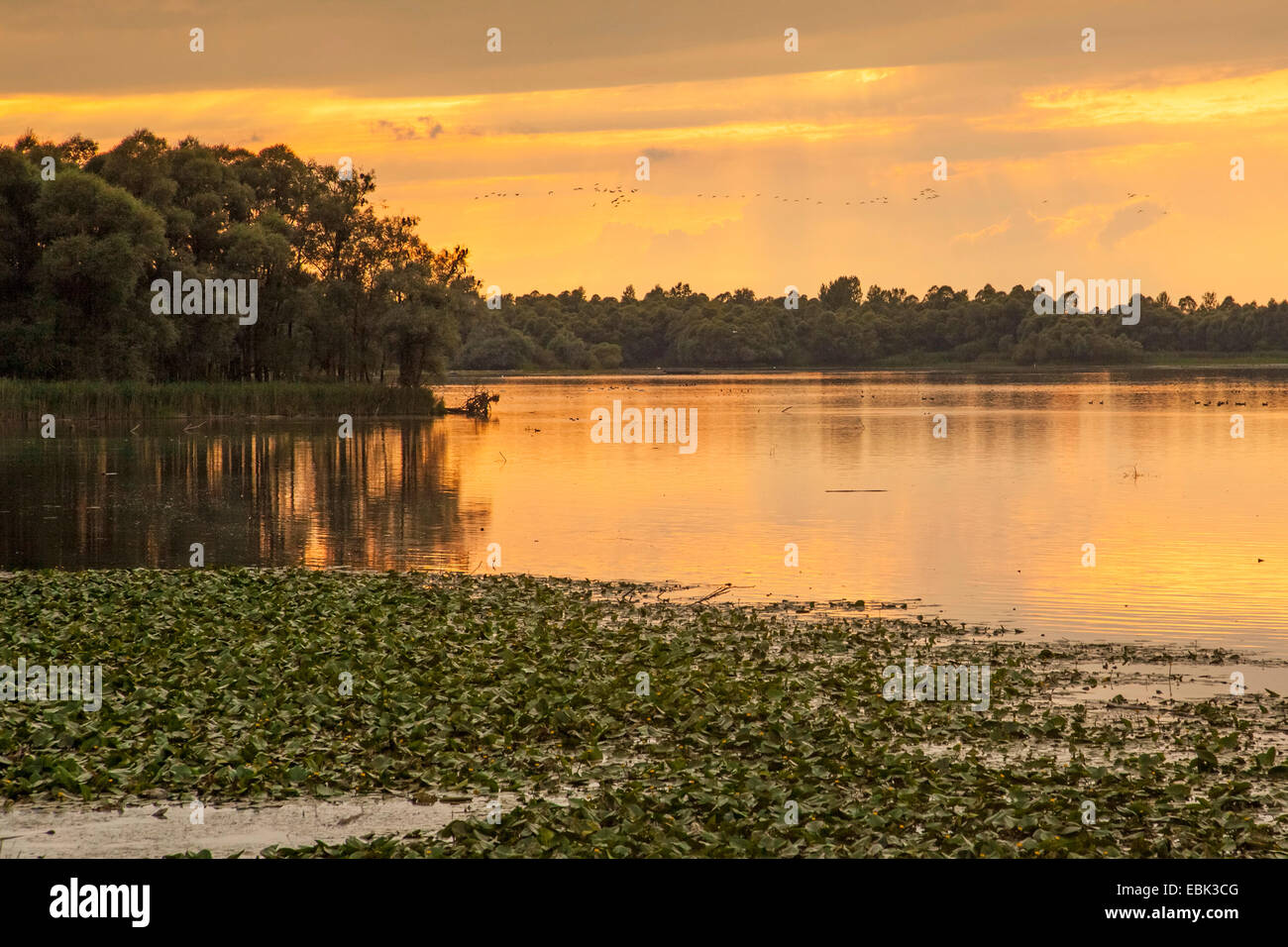 great  (Phalacrocorax carbo), river delta of Achen with flying greylag geese and cormorants on a sleeping tree, Germany, Bavaria, Lake Chiemsee, Dorfen Stock Photo