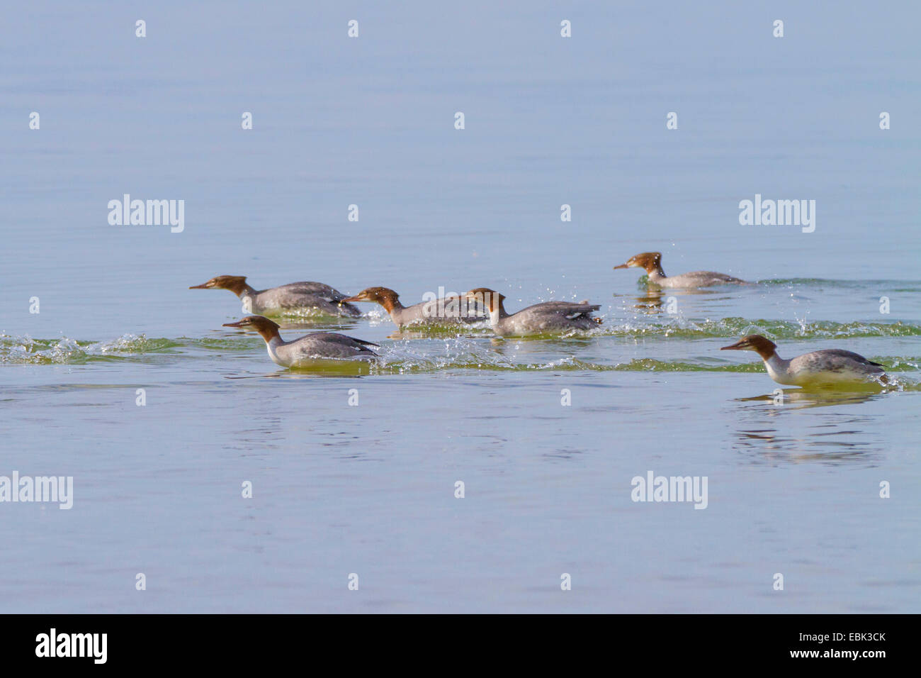 goosander (Mergus merganser), flock hunting in shallow water, Germany, Bavaria, Lake Chiemsee Stock Photo