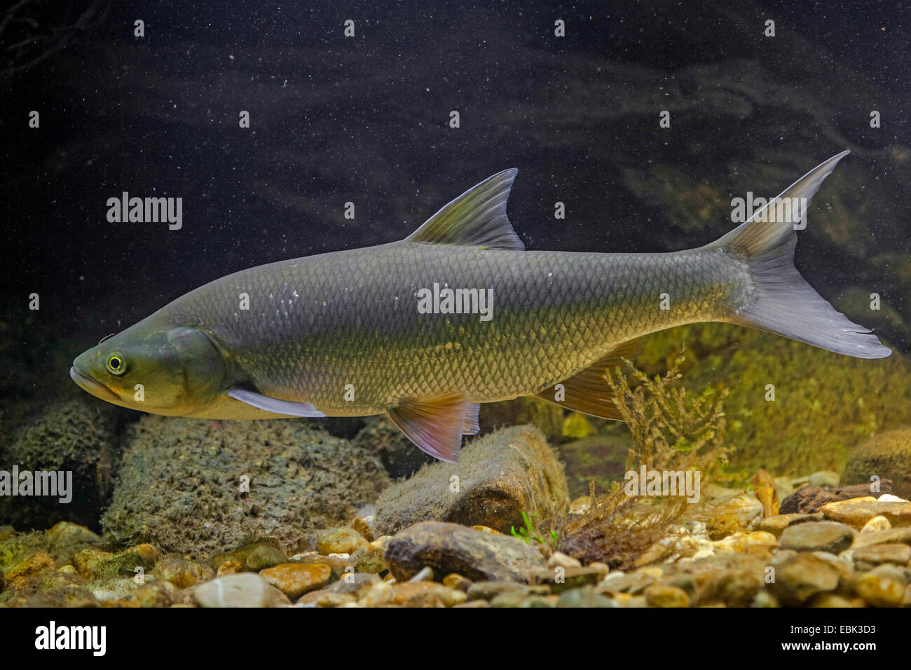 Asp aspius aspius 60 cm hi-res stock photography and images - Alamy