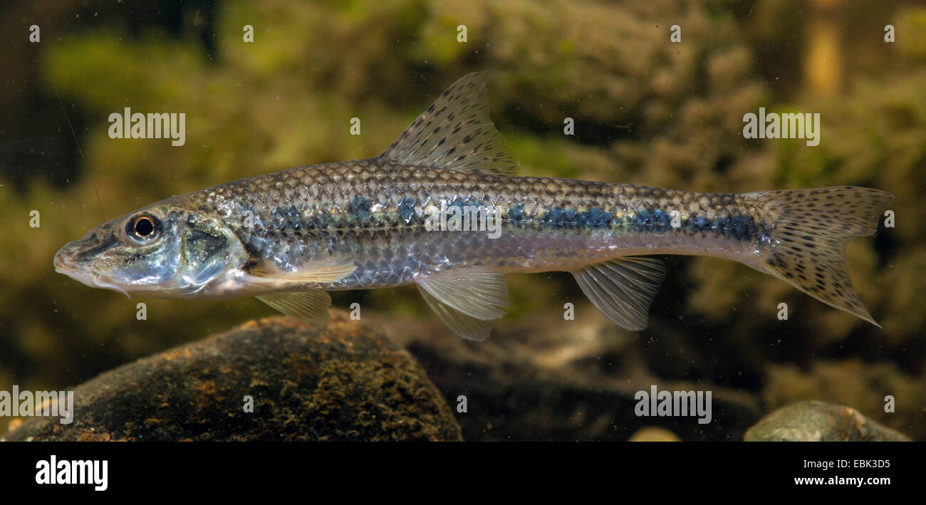 gudgeon (Gobio gobio), single individual, Germany Stock Photo Alamy