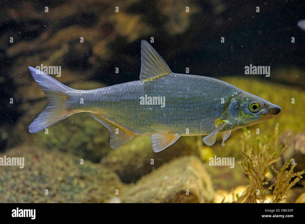 East European bream, zaehrte, Baltic vimba, Vimba bream, Vimba, Zanthe, Zarte (Vimba vimba, Abramis vimba), single individual, deutschlad Stock Photo