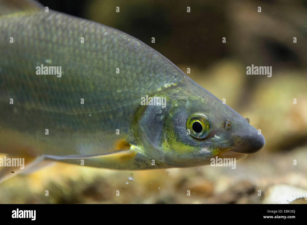 East European bream, zaehrte, Baltic vimba, Vimba bream, Vimba, Zanthe, Zarte (Vimba vimba, Abramis vimba), portrait, deutschlad Stock Photo