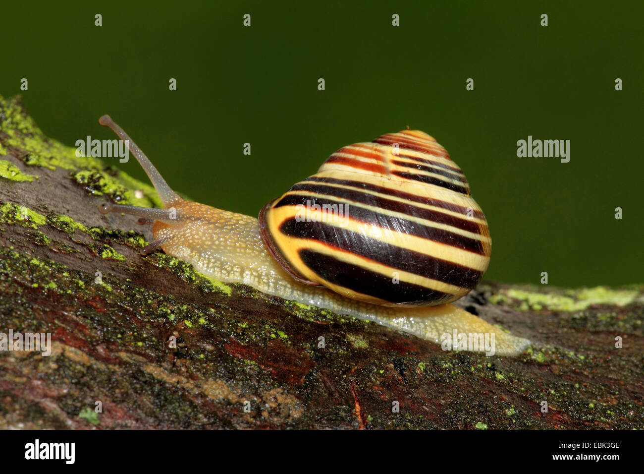 brown-lipped snail, grove snail, grovesnail, English garden snail, larger banded snail, banded wood snail (Cepaea nemoralis), creeping on lichened wood, Germany Stock Photo