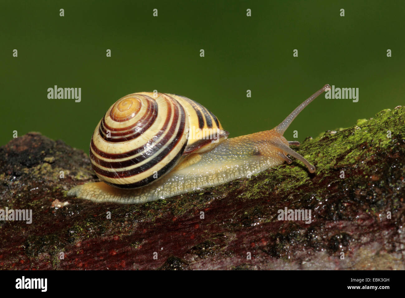 brown-lipped snail, grove snail, grovesnail, English garden snail, larger banded snail, banded wood snail (Cepaea nemoralis), creeping on lichened wood, Germany Stock Photo