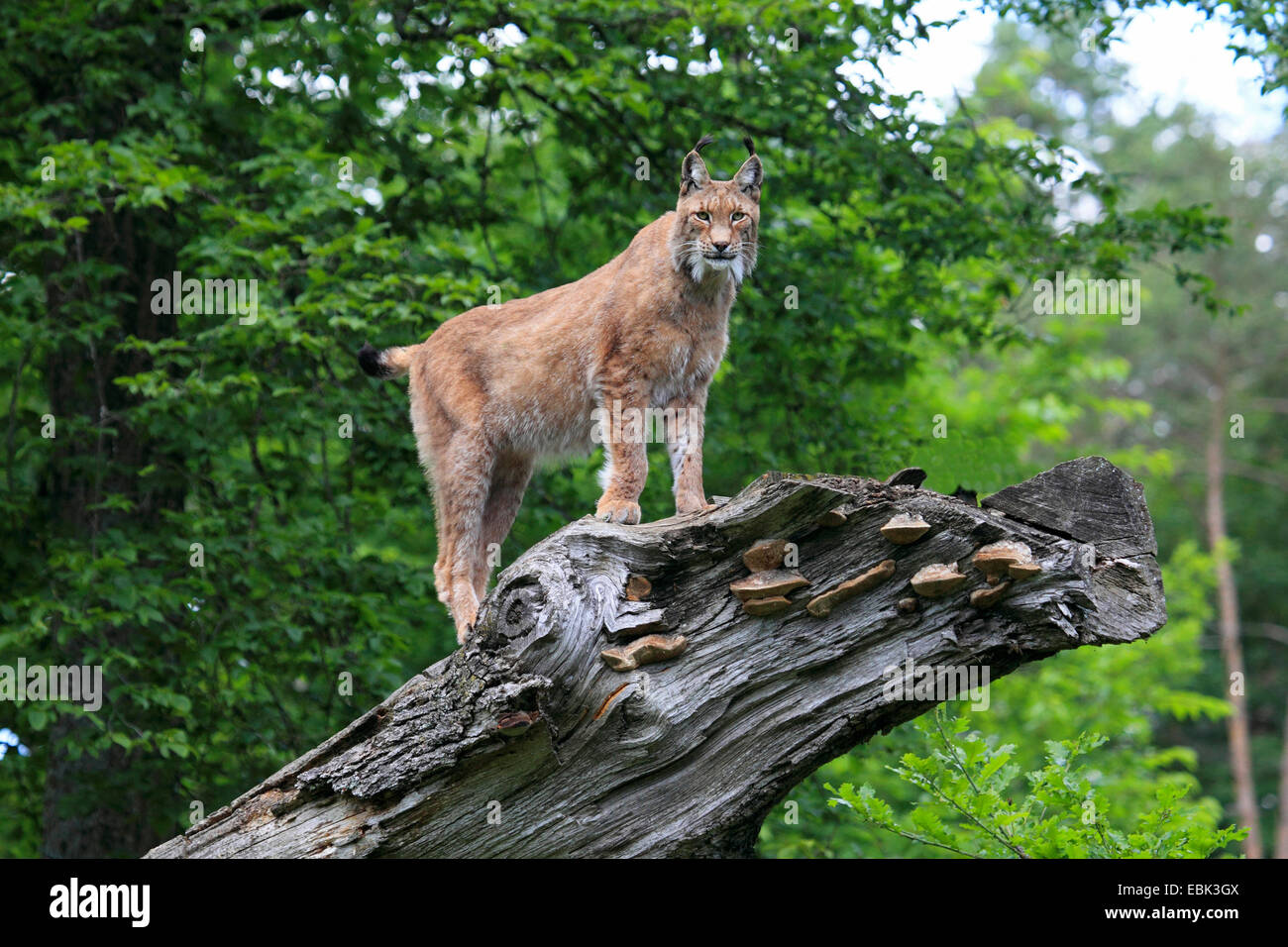 Eurasian lynx (Lynx lynx), standing on a looming dead tree trunk looking out, Germany Stock Photo