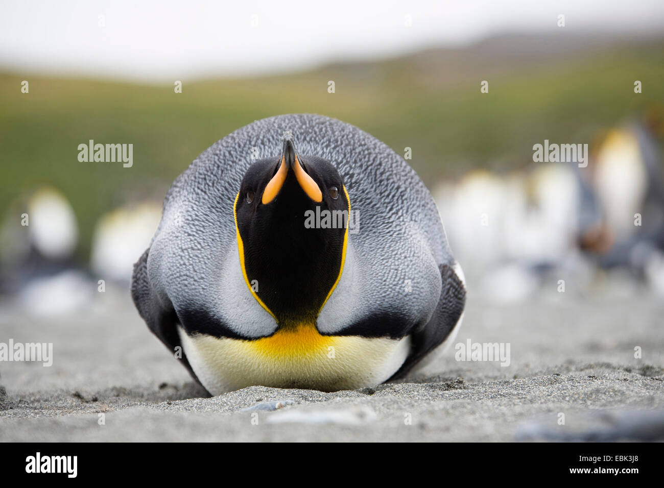 king penguin (Aptenodytes patagonicus), resting on the belly in a breeding colony, Suedgeorgien, Salisbury Plains Stock Photo
