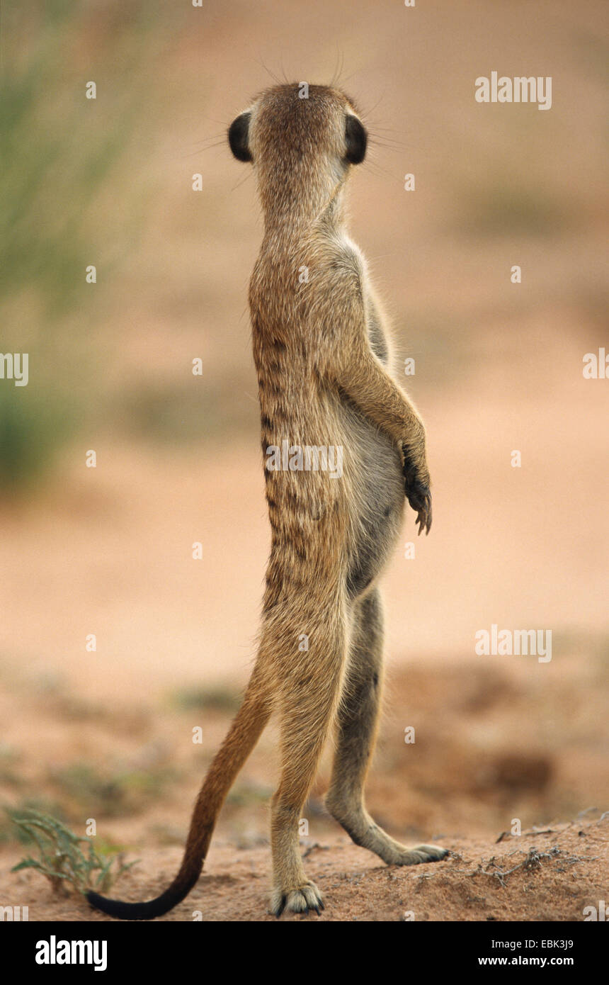 Suricate Slender Tailed Meerkat Suricata Suricatta Watching South