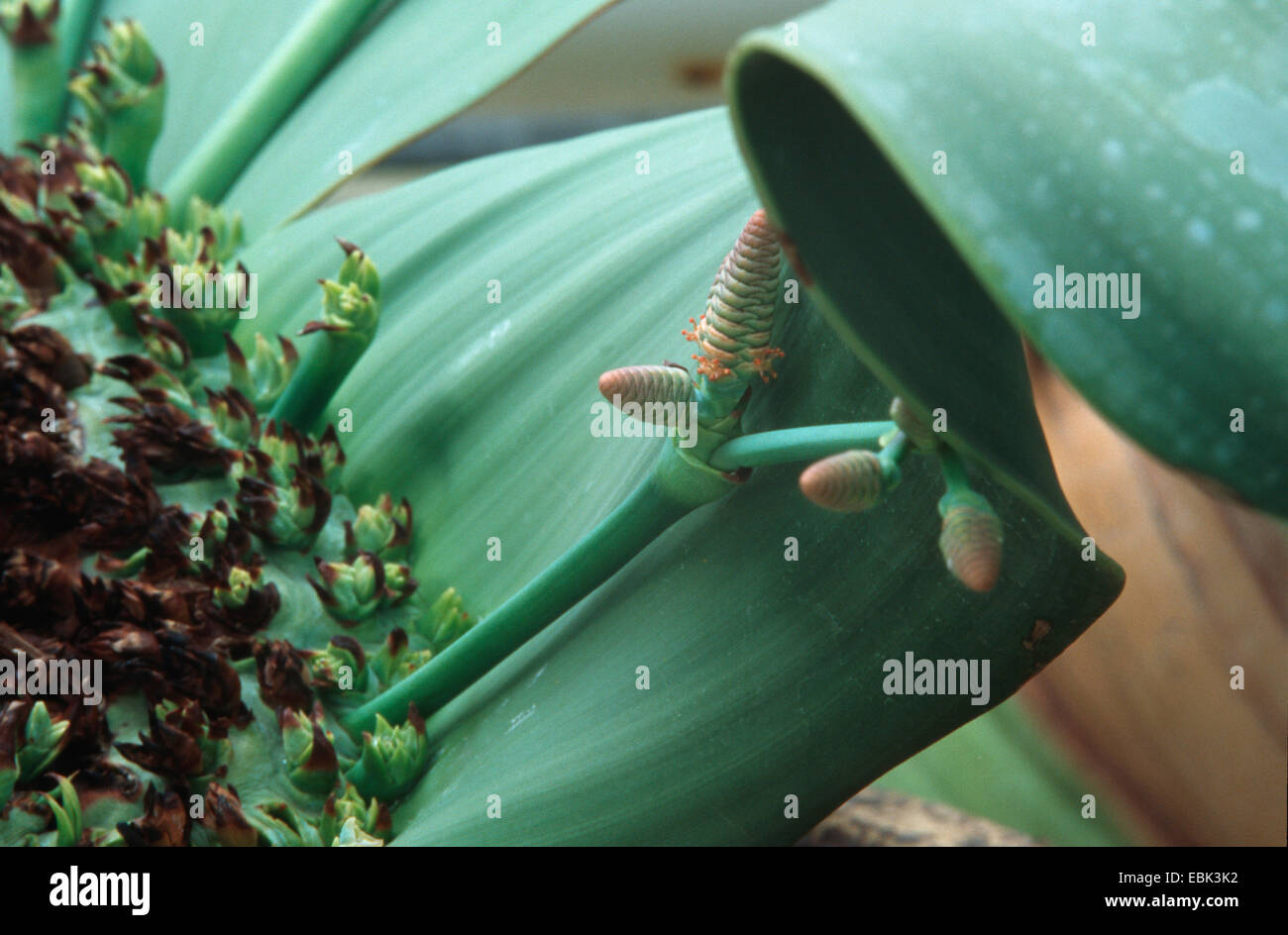 tree tumbo, tumboa, welwitschia (Welwitschia mirabilis), male cones Stock Photo