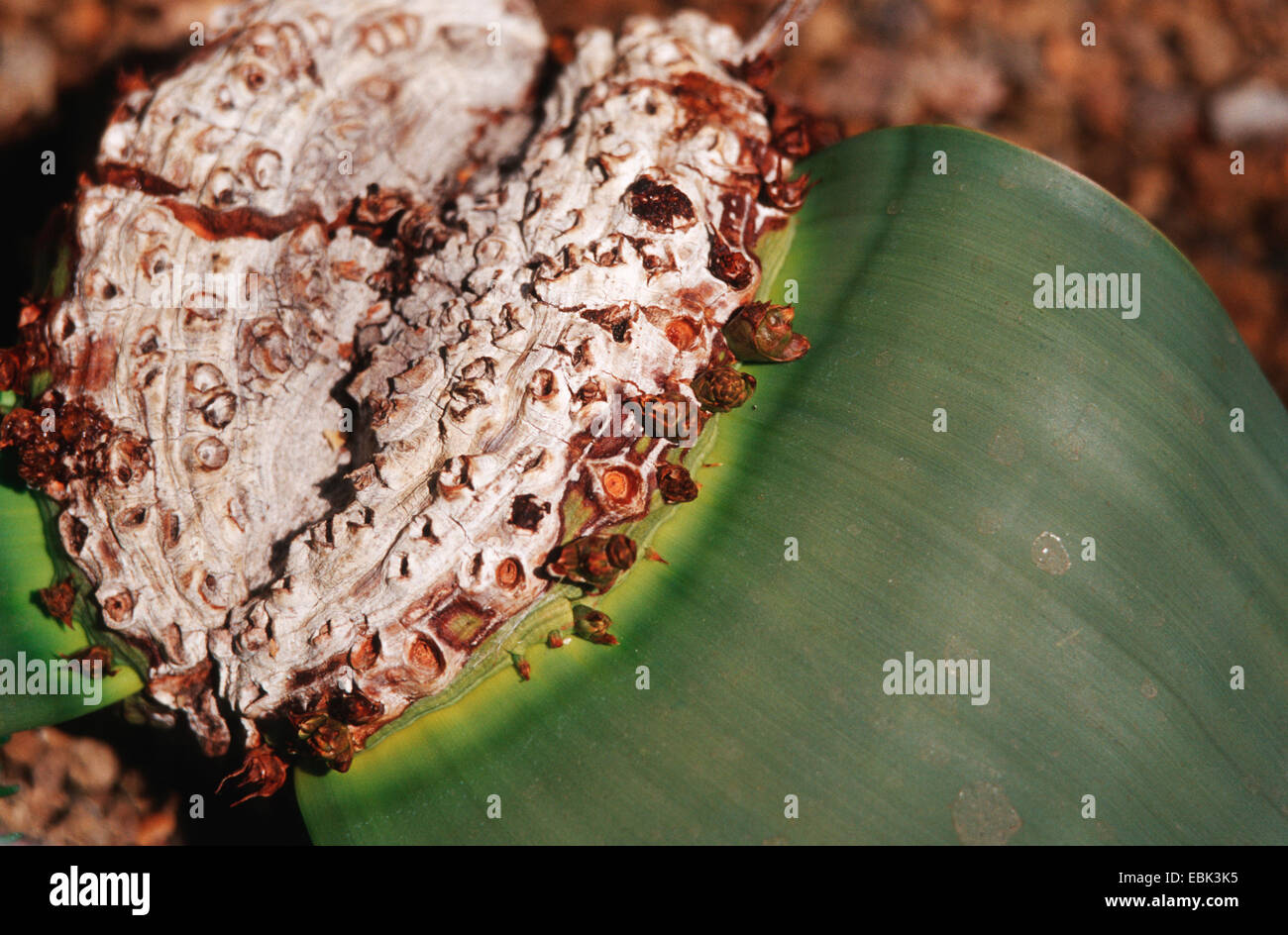 tree tumbo, tumboa, welwitschia (Welwitschia mirabilis), female plant Stock Photo