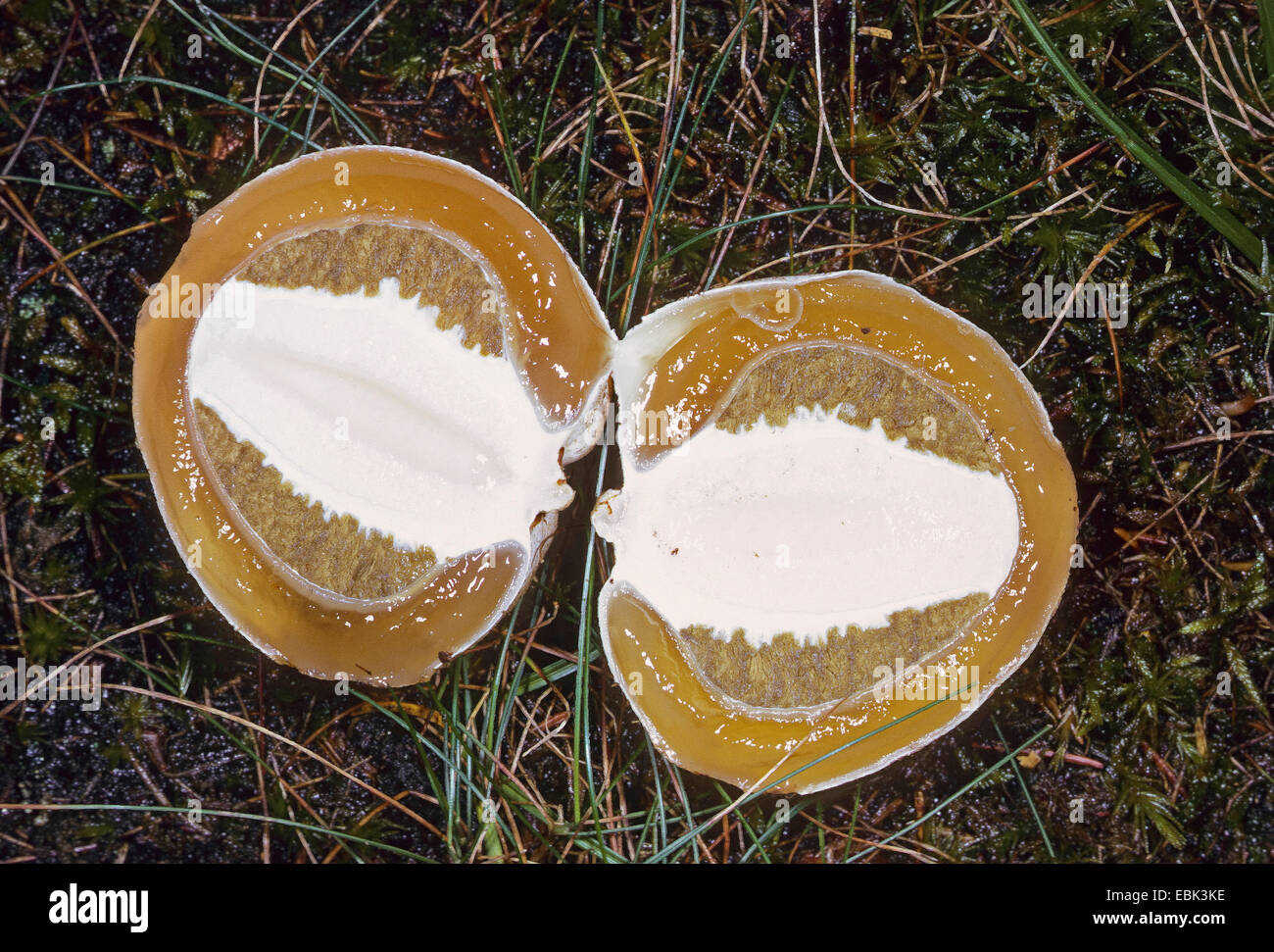 stinkhorn (Phallus impudicus), jung individual, cut, Germany Stock Photo