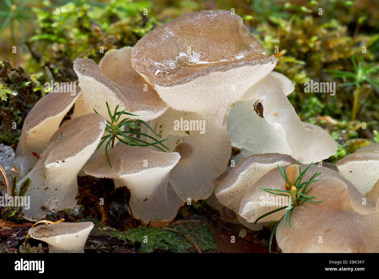 jelly tooth (Pseudohydnum gelatinosum), jelly teeth, Germany, Schleswig