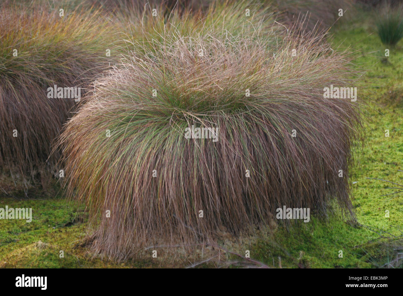 greater tussock-sedge (Carex paniculata), tussock in a mire, Germany, Lower Saxony, Diepholzer Moorniederung Stock Photo