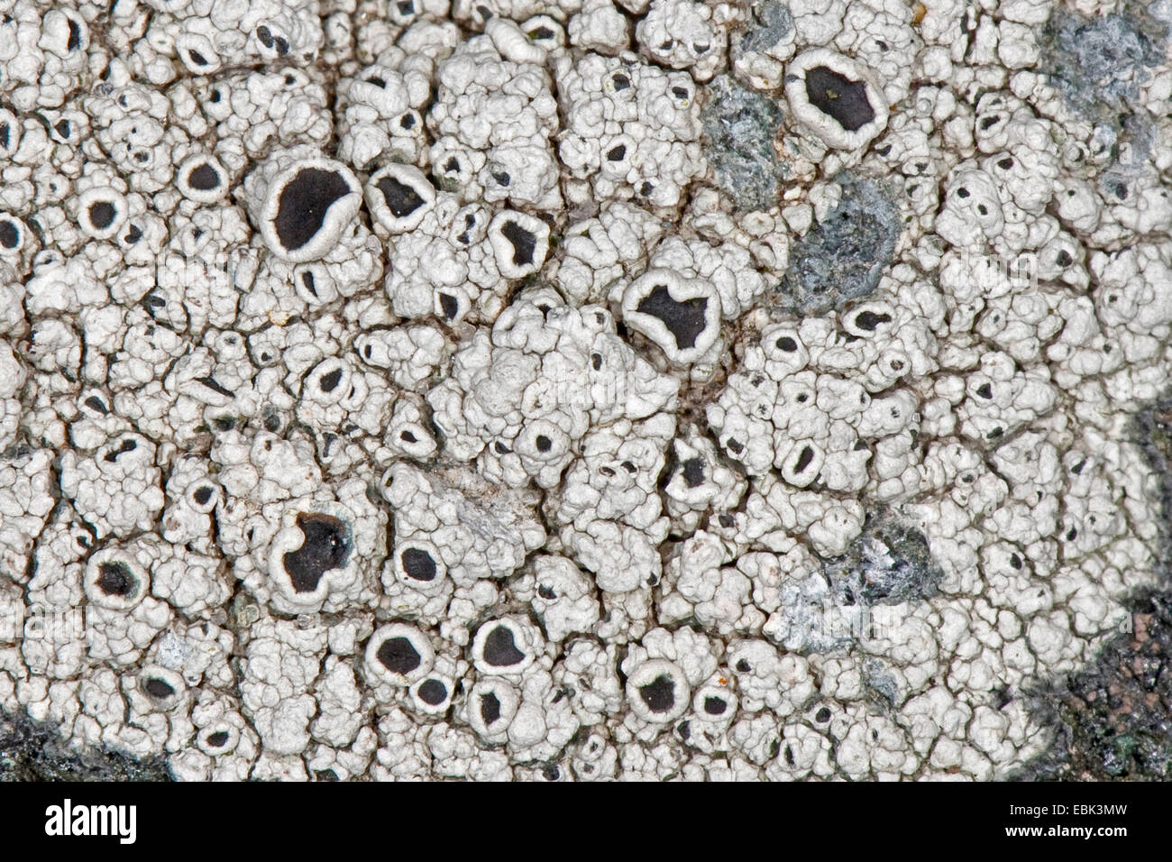 Black-shields Lichen (Tephromela atra, synonym Lecanora atra), on coastal rocks, Germany Stock Photo