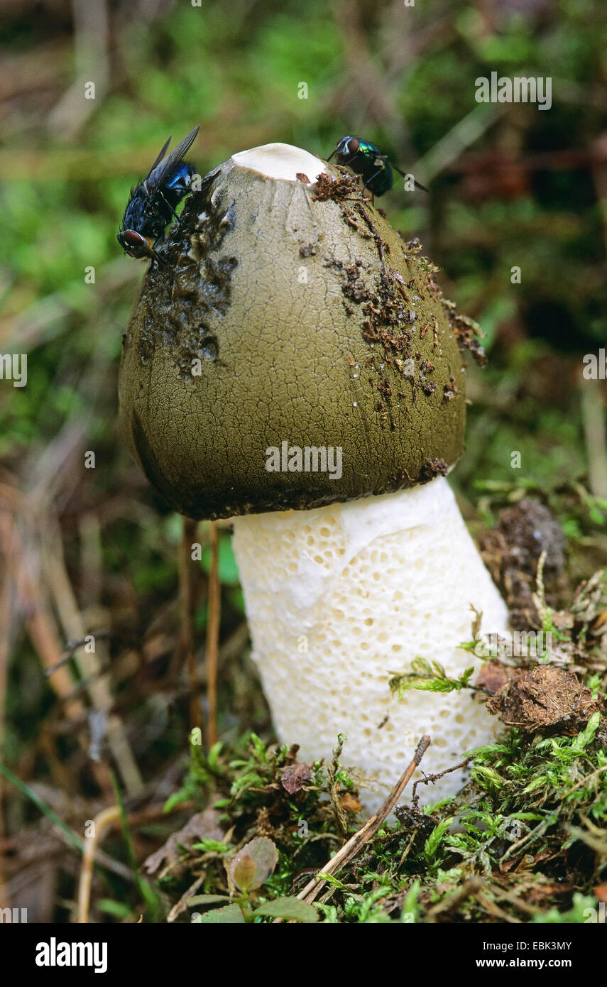 stinkhorn (Phallus impudicus), with flys, Germany Stock Photo