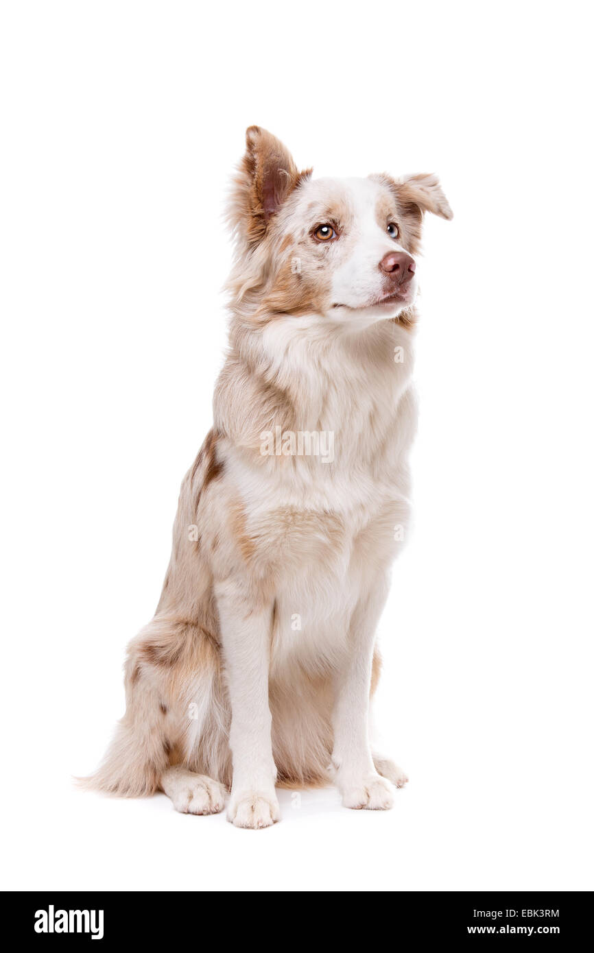 border collie dog in front of a white background Stock Photo