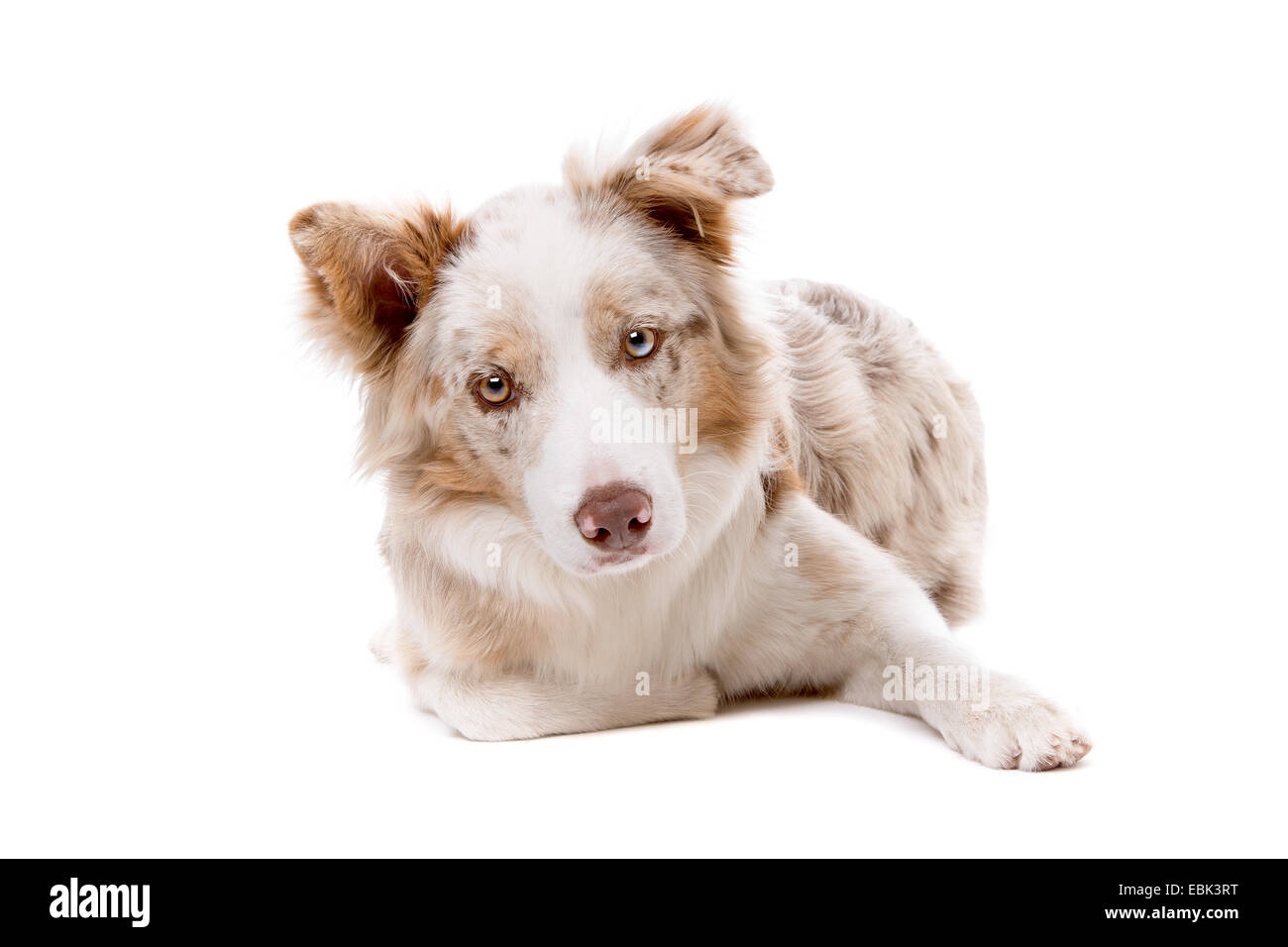 border collie dog in front of a white background Stock Photo