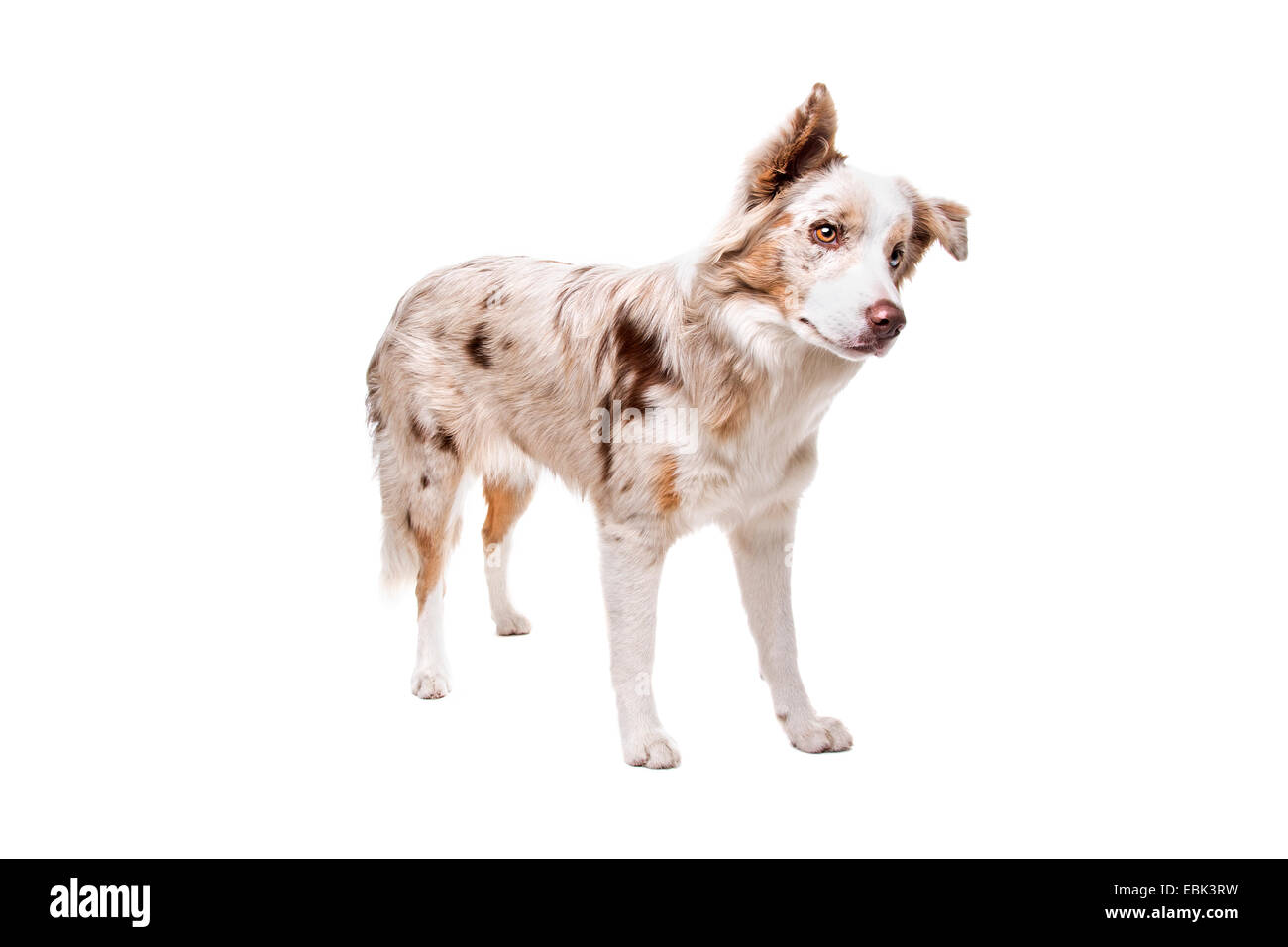 border collie dog in front of a white background Stock Photo