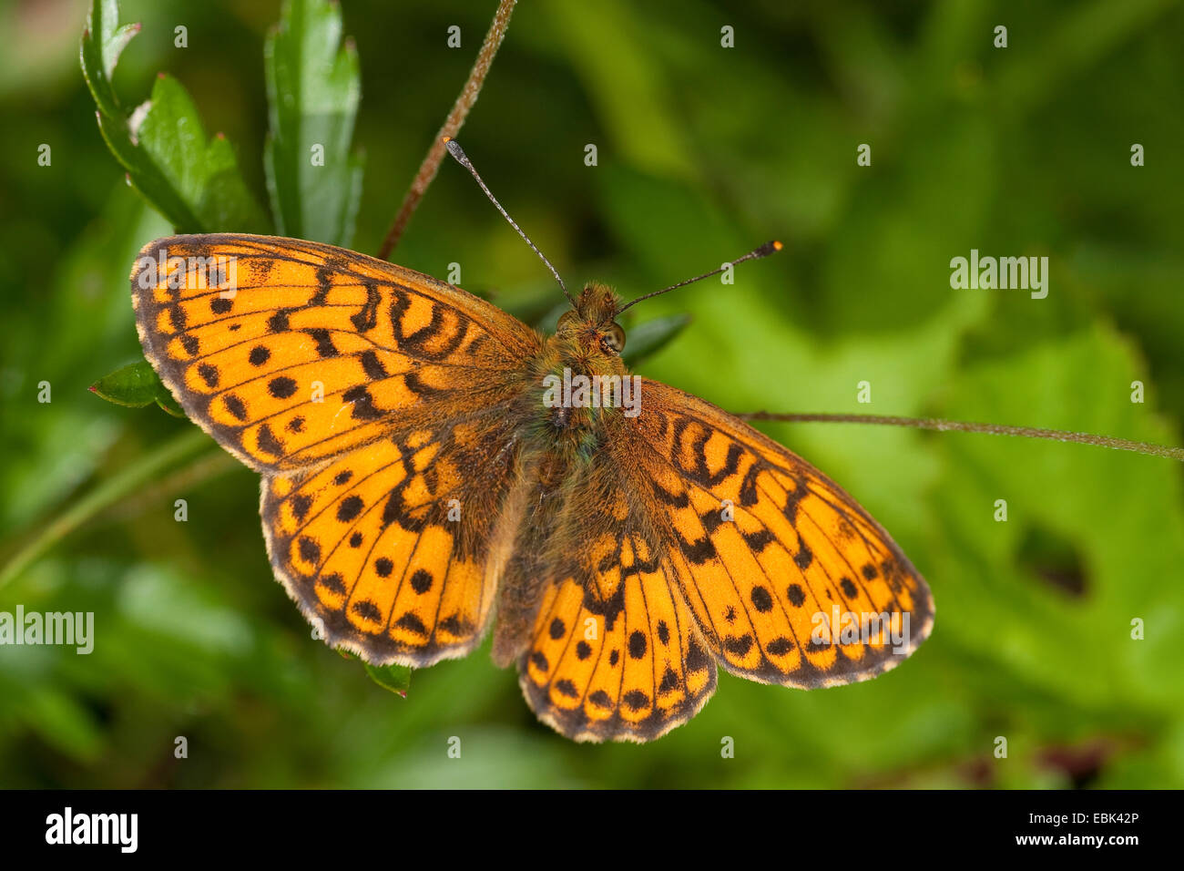 lesser marbled fritillary (Brenthis ino), sitting on a leaf, Germany Stock Photo
