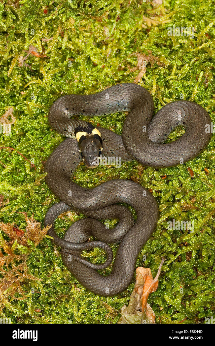 grass snake (Natrix natrix), lying on moss, Germany Stock Photo