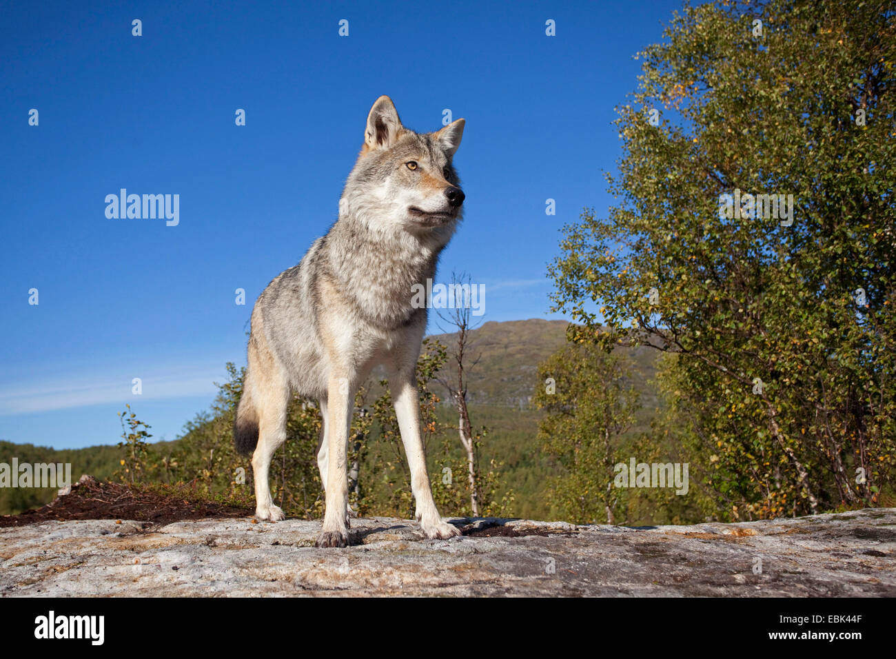 European gray wolf (Canis lupus lupus), standing on a rock, Norway, Tromso Stock Photo