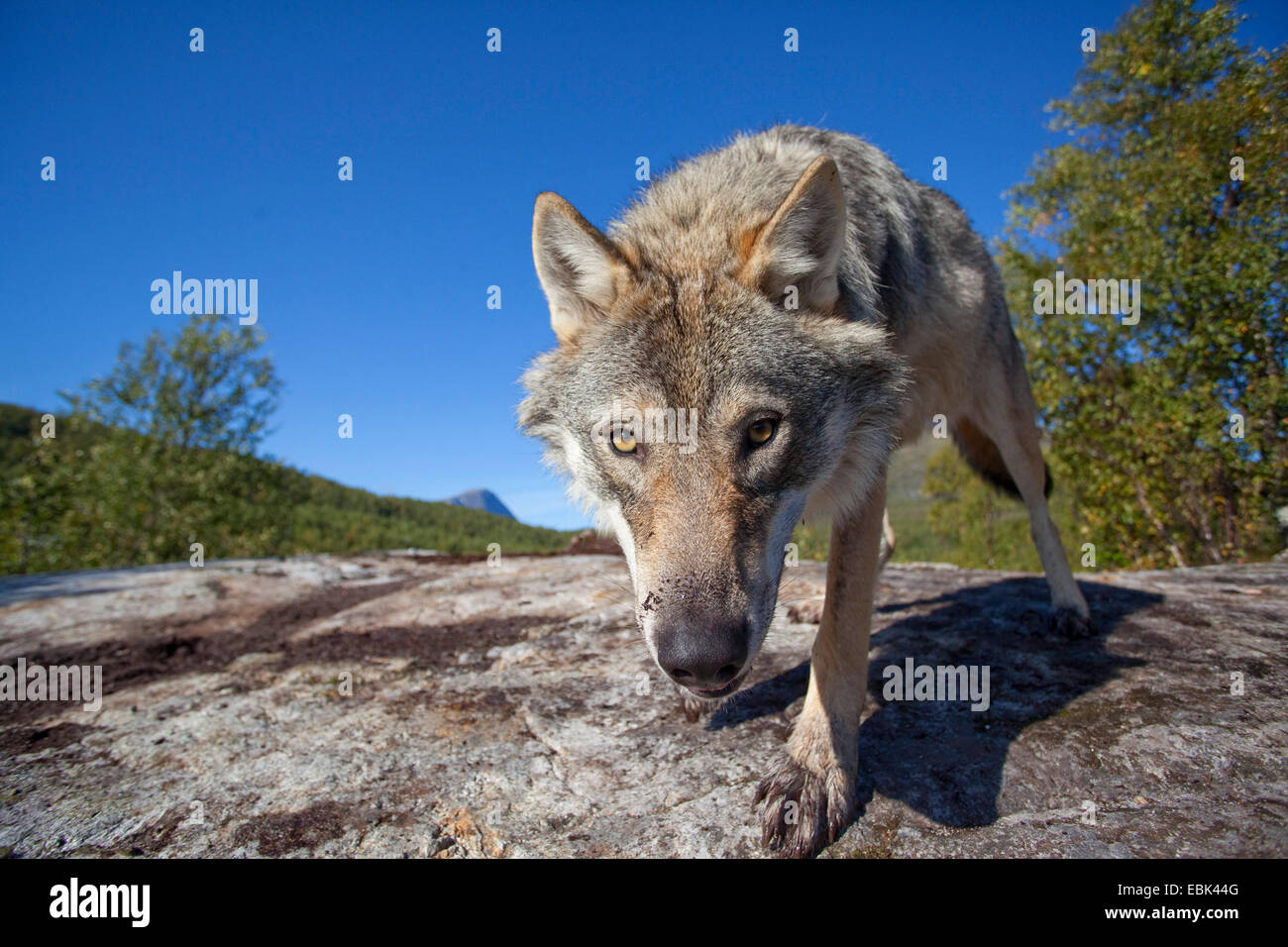 European gray wolf (Canis lupus lupus), standing on a rock, Norway, Tromso Stock Photo