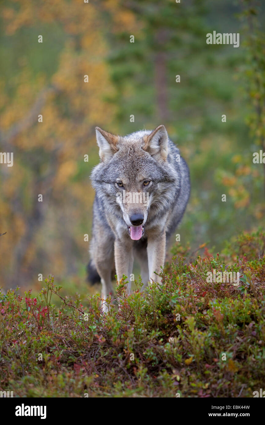 European gray wolf (Canis lupus lupus), walking panting through the forest, Norway, Tromso Stock Photo