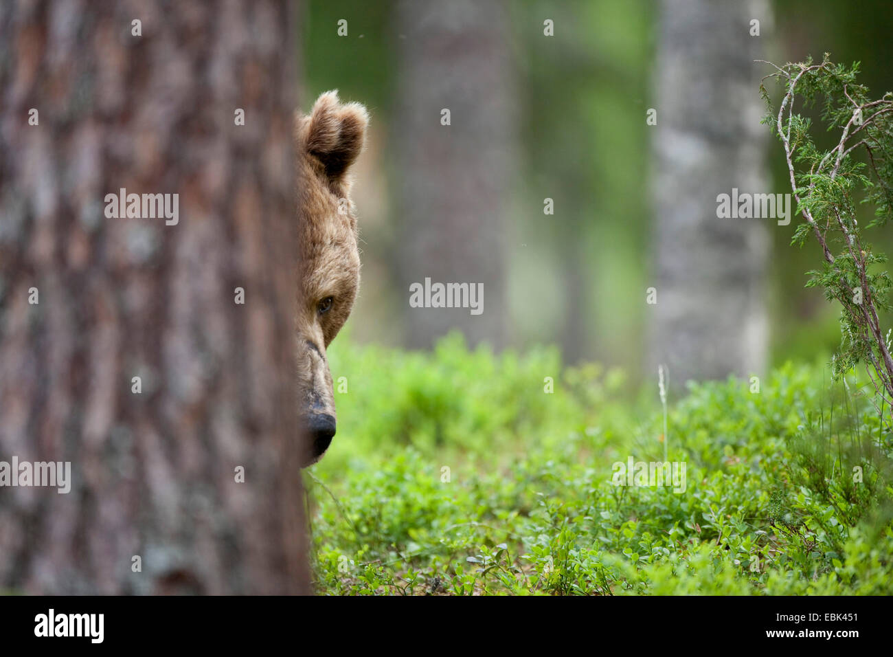 European brown bear (Ursus arctos arctos), peering behind a tree trunk, Finland Stock Photo